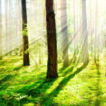 Aurinko paistaa metsään.